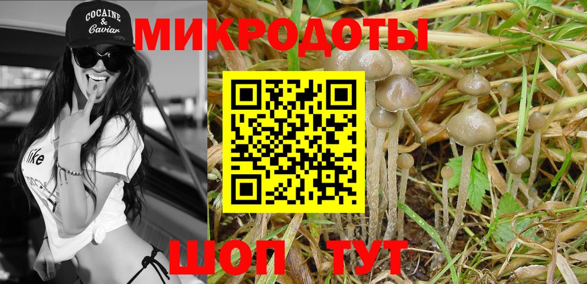 Шебекино  наркота  Вход с VPN  Псилоцибиновые грибы прущие грибы  Псилоцибиновые грибы Psilocybine cubensis 